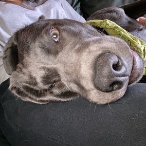 Meet your Posher, Skye